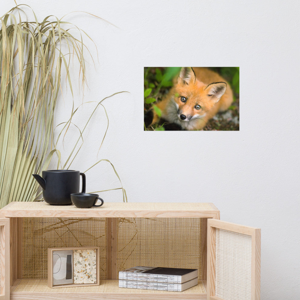 Young Red Fox Face Animal Wildlife Nature Photograph Loose Wall Art Print, 12" X 18"