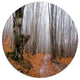 Road Covered By Fallen Leaves, Modern Forest Disc Metal Wall Art, 11"