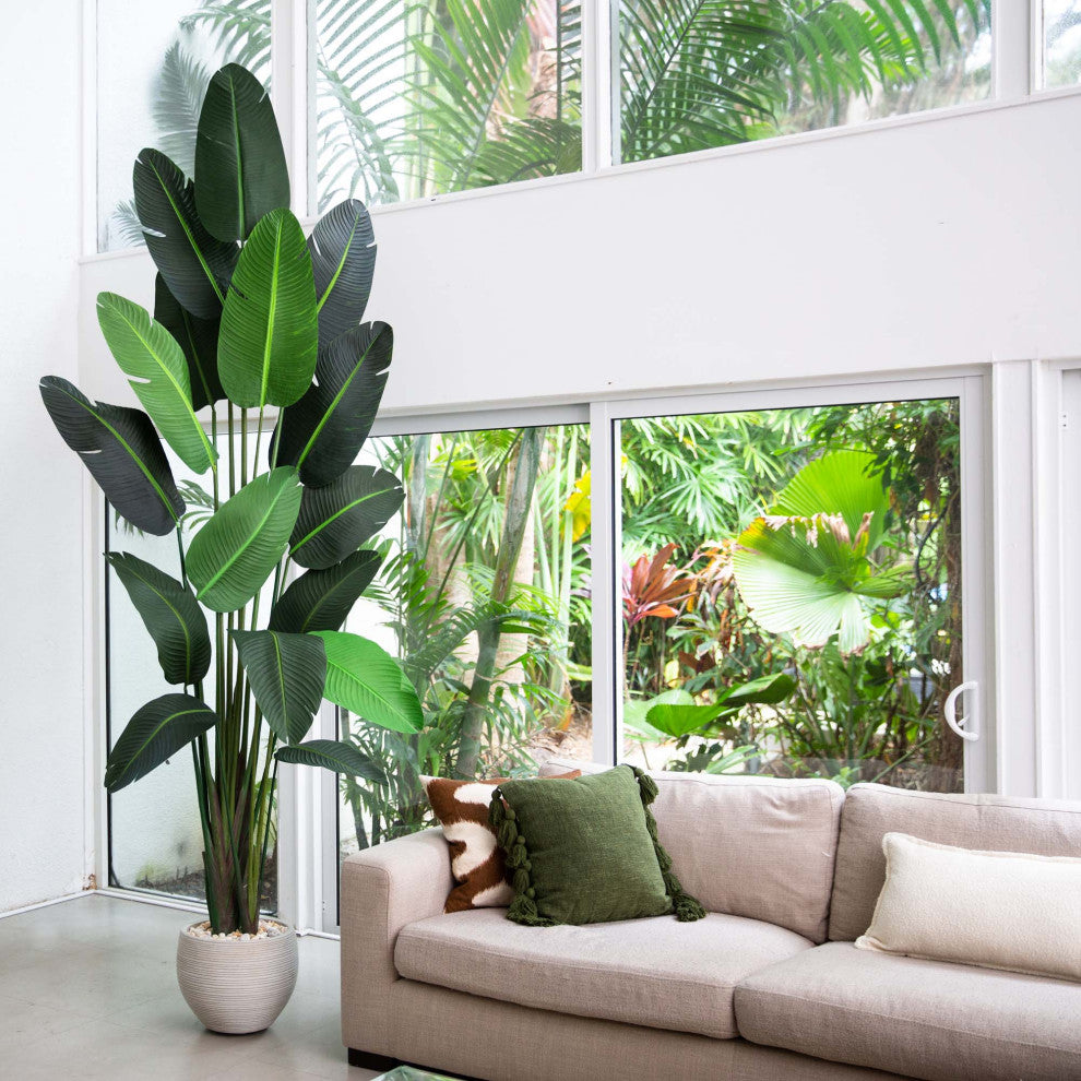 Lifestyle image showing plant in a living room environment.