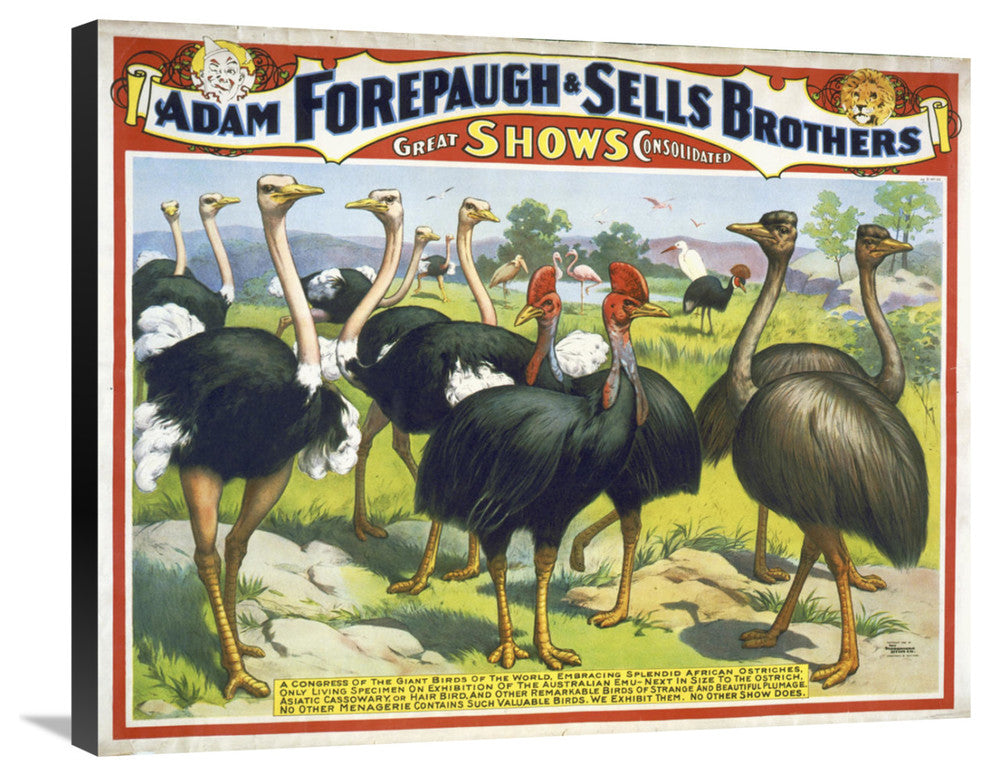 "Adam Forepaugh & Sells Brothers Giant Birds" Canvas Giclee, 30"x24"