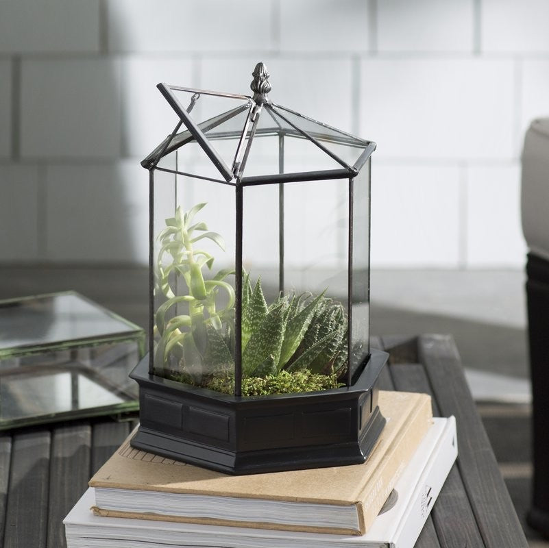 Six Sided Glass Terrarium, Wardian Case Plant Container