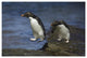 "Rockhopper Penguin hopping, New Island, Falkland Islands" Paper Art, 26"x18"