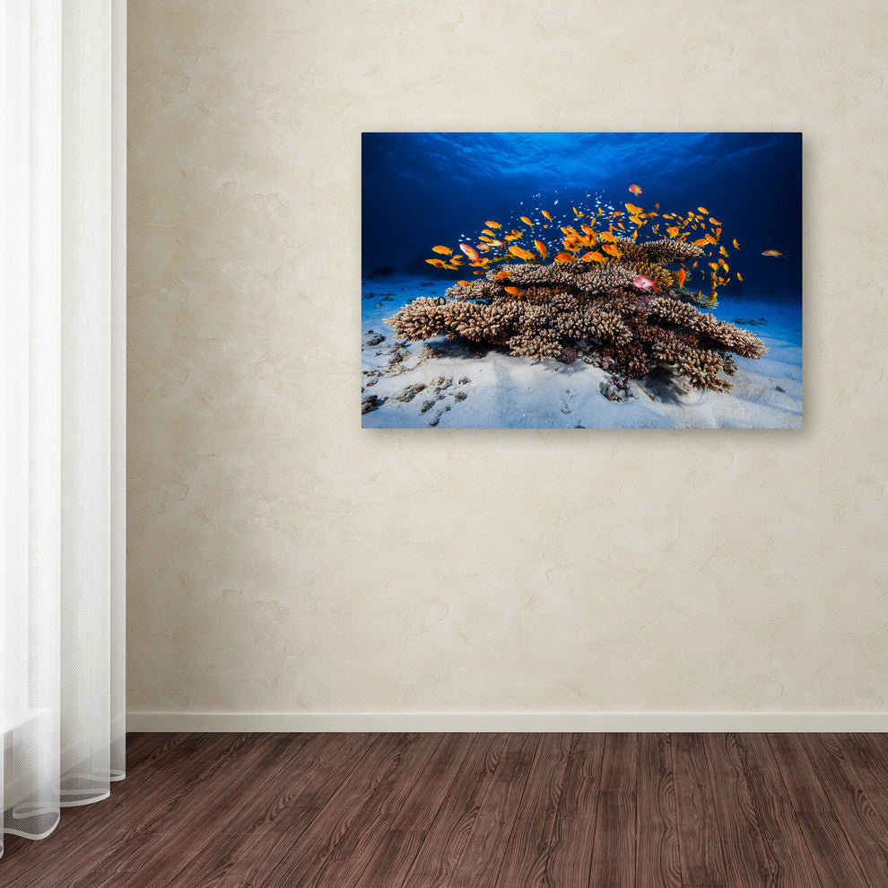 Barathieu Gabriel 'Marine Life' Canvas Art, 16x24