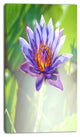 Huge Purple Lotus on Green Background, Large Flower Canvas Art Print, 16"x32"