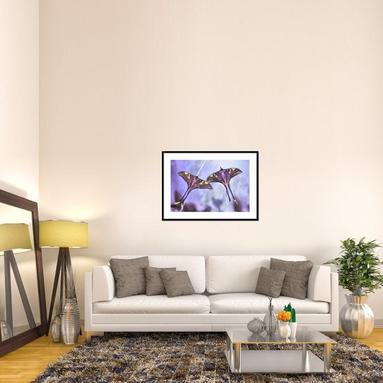 "Actias" Framed Digital Print by Jimmy Hoffman, 44x32"