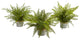 14" Assorted Ferns with Planter Artificial Plant, Set of 3