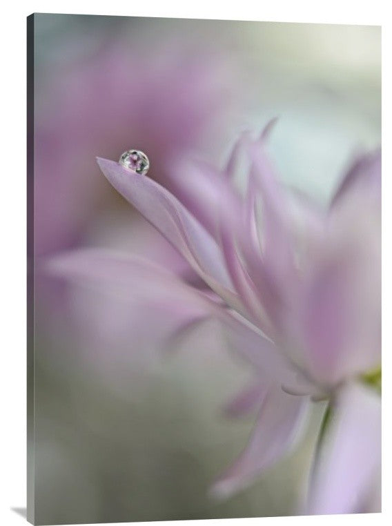 "In Pink Delight" Stretched Canvas Giclee by Heidi Westum, 25x36"