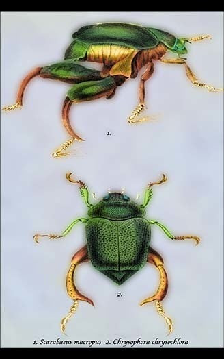 Beetles: Scarabaeus Macropus and Chrysophora Chrysochlora #1