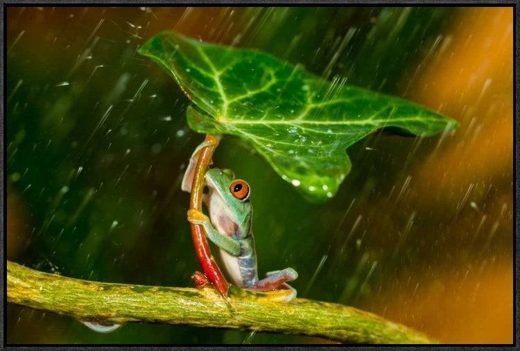 "Ohh Noo - Its Raining" Framed Canvas Giclee by Kutub Uddin, 31x21"