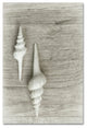 Cora Niele ''Two White Shells'' Canvas Art