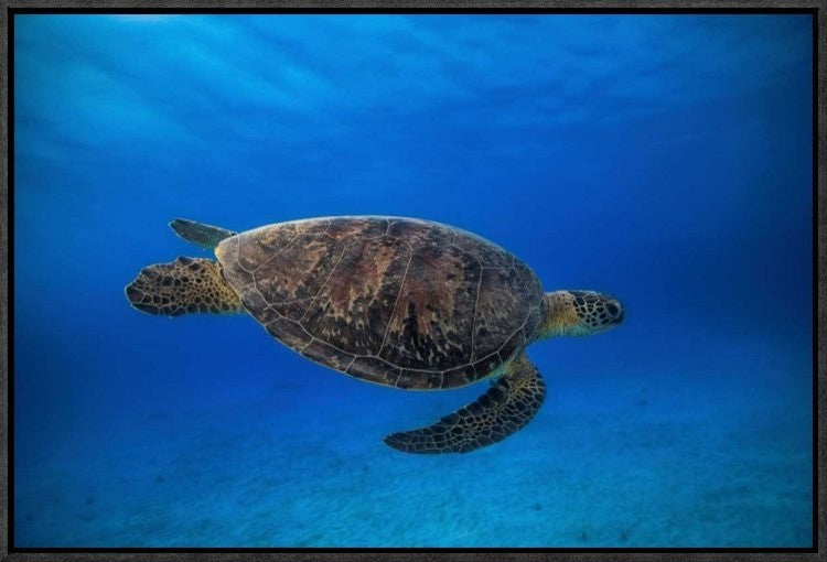 "Green Turtle In The Blue" Framed Canvas Giclee by Barathieu Gabriel, 23x16"