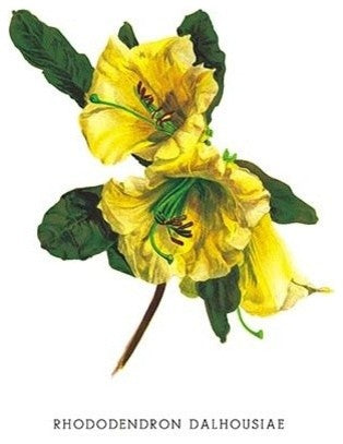 Rhododendron Dalhousiae - Canvas Poster 20" x 30"