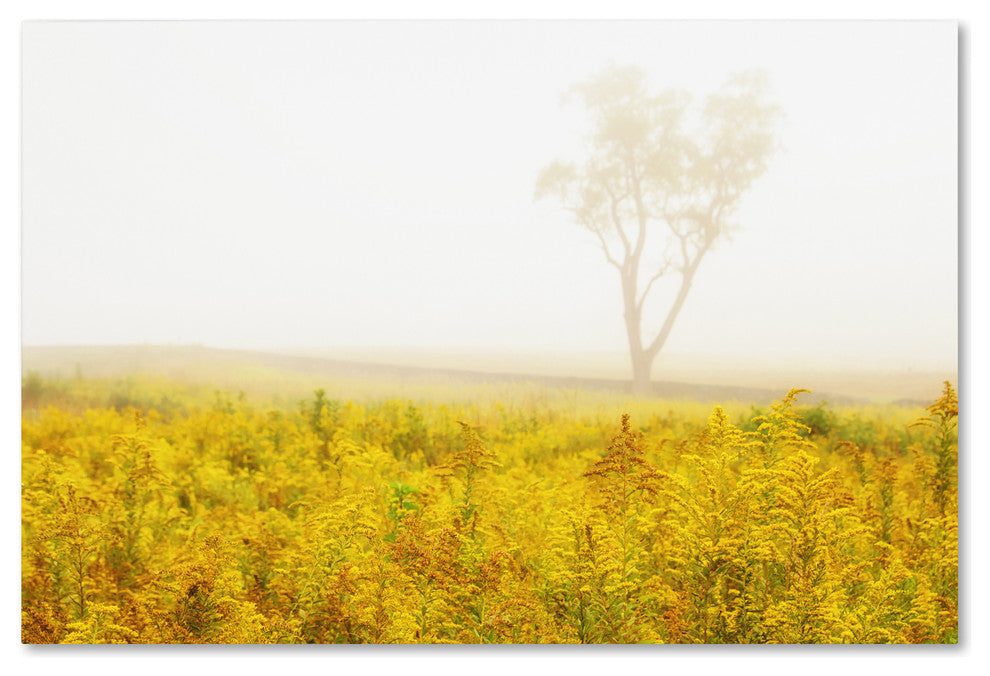 PIPA Fine Art 'Dreams of Goldenrod and Fog' Canvas Art, 19x12