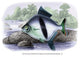 Tetragonopterus Schomburgk II- Gallery Wrapped Canvas Art 28" x 42"
