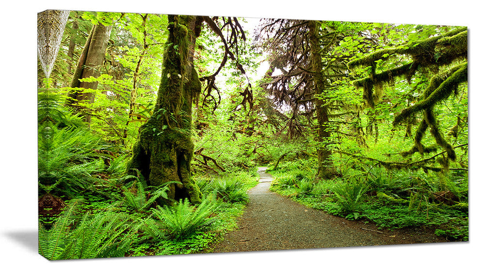 Footpath in Redwood Rain Forest, Landscape Canvas Art Print, 32"x16"