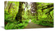 Footpath in Redwood Rain Forest, Landscape Canvas Art Print, 32"x16"