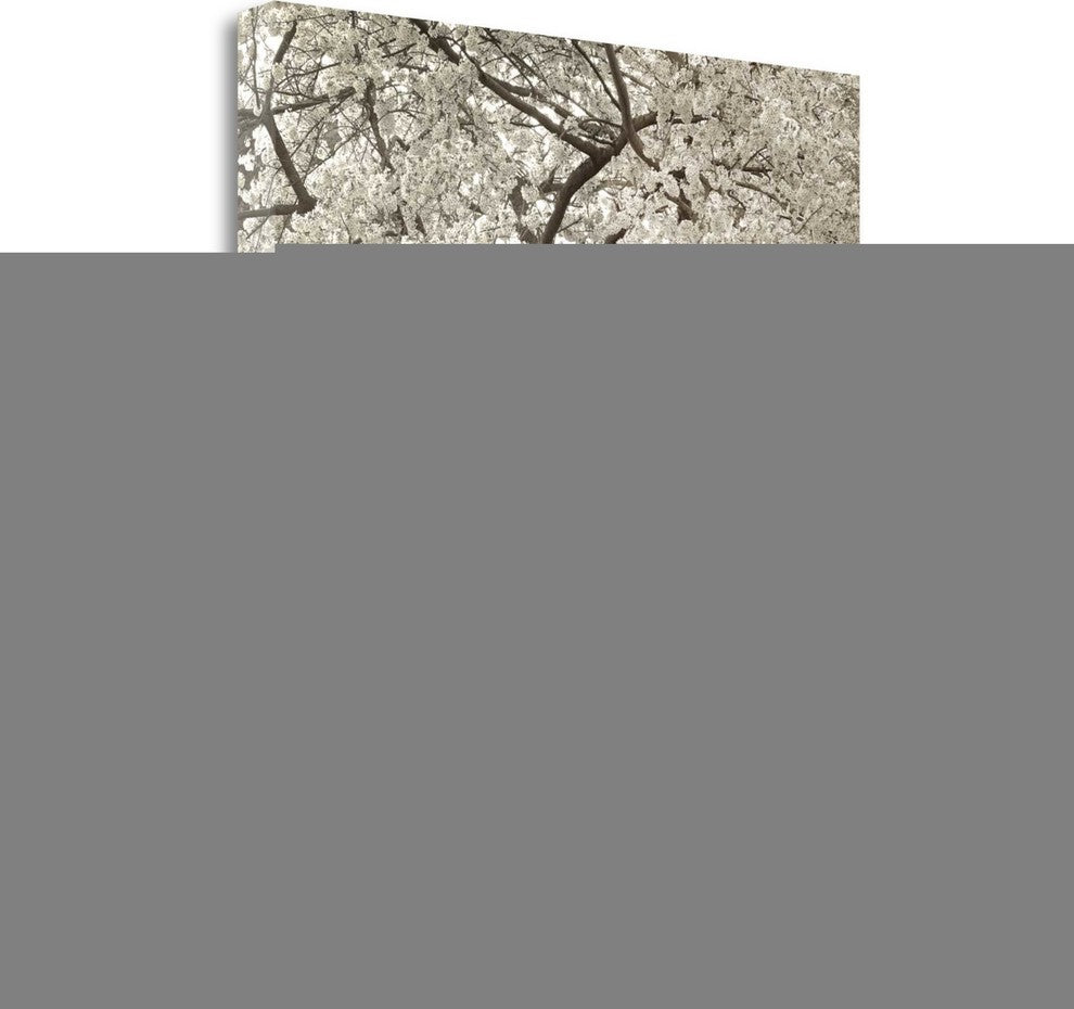 "Hampton Magnolia - 2" By Alan Blaustein, Giclee Print on Gallery Wrap Canvas