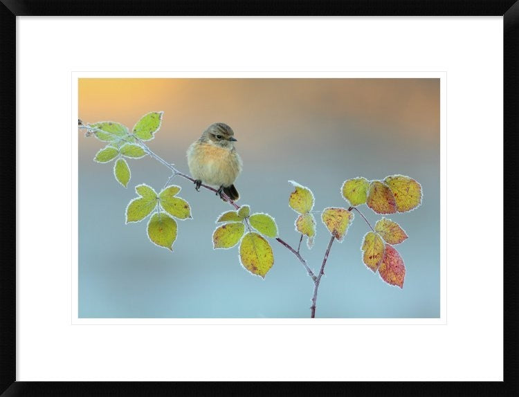 "Winter Colors" Framed Digital Print by Andres Miguel Dominguez, 26"x20"