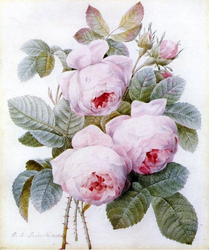 Pierre-Joseph Redoute Roses, 20"x25" Wall Decal Print