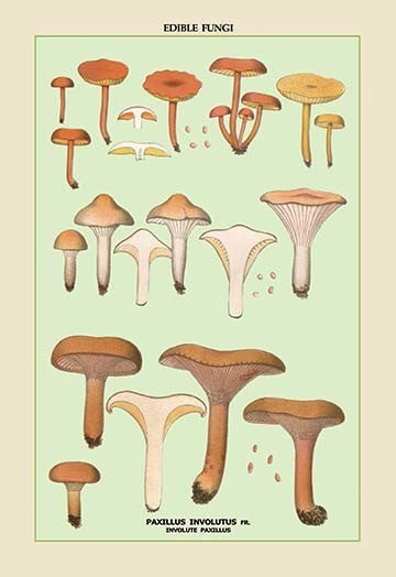 Edible Fungi: Involute Paxillus - Gallery Wrapped Canvas Art 28" x 42"