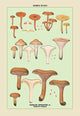 Edible Fungi: Involute Paxillus - Gallery Wrapped Canvas Art 28" x 42"