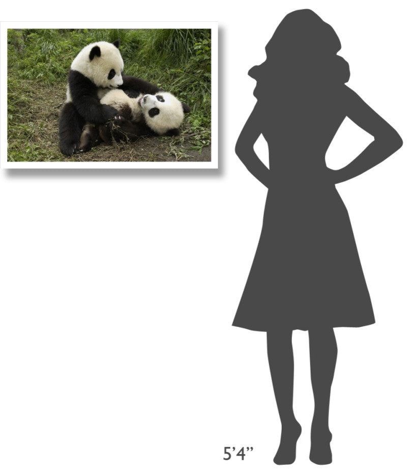"Giant Panda cubs playing, Wolong Nature Reserve, China" Paper Art, 32"x22"