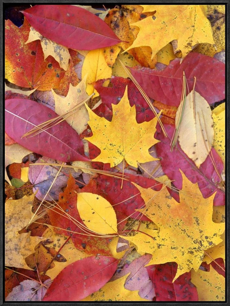 "Sourwood and cherry leaves, North America"  by Tim Fitzharris, 19x25"