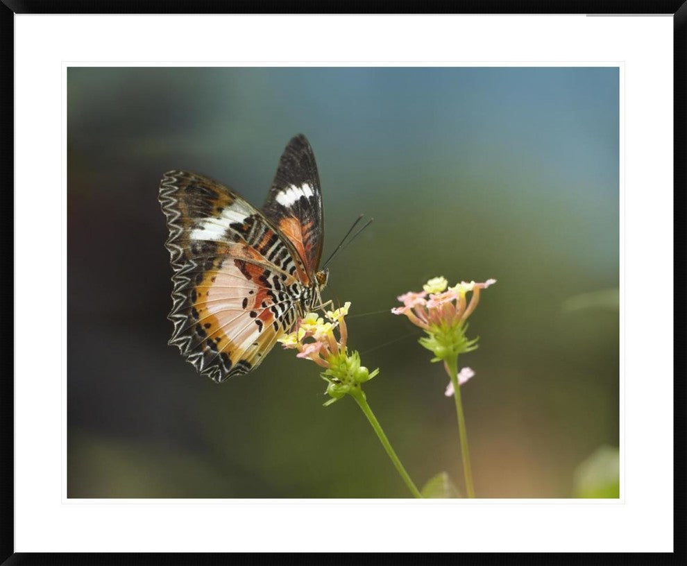 Nymphalid Butterfly Feeding On Flower Nectar, Native To Asia, 38"x30"