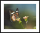 Nymphalid Butterfly Feeding On Flower Nectar, Native To Asia, 38"x30"