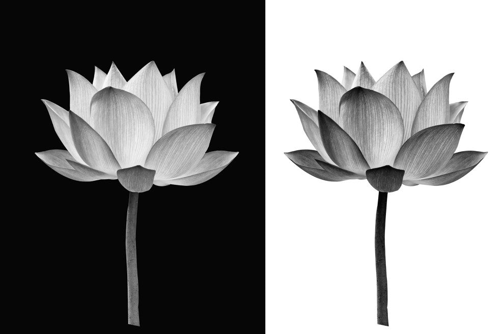 Flower Wall Art Lotus on Black and White Floral Photo Canvas Print, 12