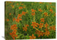 "Orange Daylily Growing In Meadow, North America" Artwork, 40" x 30"