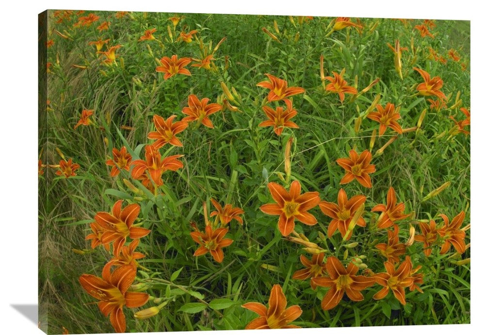 "Orange Daylily Growing In Meadow, North America" Artwork, 40" x 30"