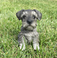 Realistic Miniature Schnauzer Puppy Garden Statue