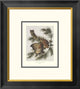 "Little Screech Owl Or Mottled Owl" Artwork With Decorative Border, 18" x 20"