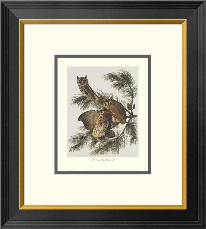 "Little Screech Owl Or Mottled Owl" Artwork With Decorative Border, 18" x 20"