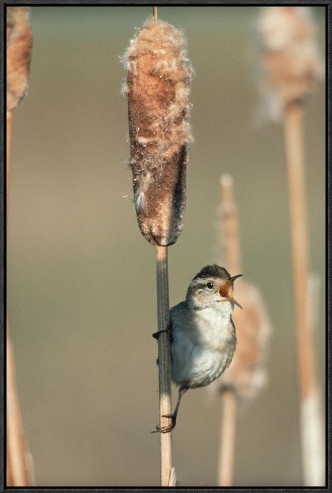 Marsh Wren Singing While Perching On A Common Cattail, North America, 20"x30"