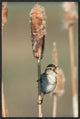 Marsh Wren Singing While Perching On A Common Cattail, North America, 20"x30"