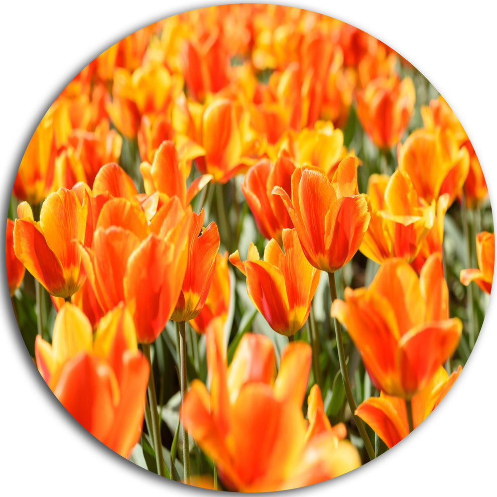 Fresh Tulip Flowers On Sunny Day, Floral Round Metal Wall Art, 11"