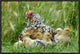 "Fowl with chicks" Framed Canvas Giclee by Jan Baks, 25x17"