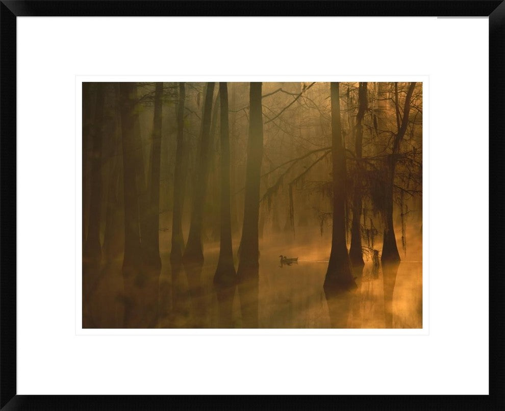 Mallard Pair In Cypress Swamp, Calcasieu River, Lake Charles, Louisiana, 22"x18"