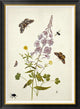 "Rosebay Willowherb and Buttercups"  by Thomas Robins Jr., 31x42"