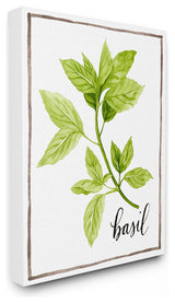 Watercolor Herb Illustration Basil Painting with Script Canvas, 24"x30"