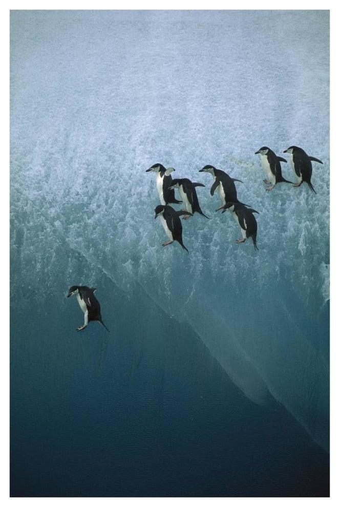 "Chinstrap Penguins jumping off iceberg, Sandwich Islands" Paper Art, 42"x62"