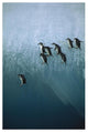 "Chinstrap Penguins jumping off iceberg, Sandwich Islands" Paper Art, 42"x62"