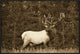 "Elk or Wapiti male portrait, North America - Sepia"  by Tim Fitzharris, 33x25"