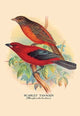 Scarlet Tanager - Canvas Poster 20" x 30"