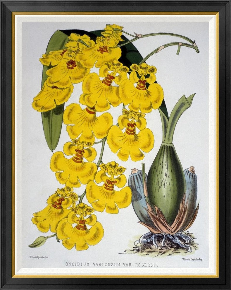 "Oncidium Varicosum Var. Rogers II"  by Samuel Jennings, 34x42"