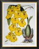 "Oncidium Varicosum Var. Rogers II"  by Samuel Jennings, 34x42"