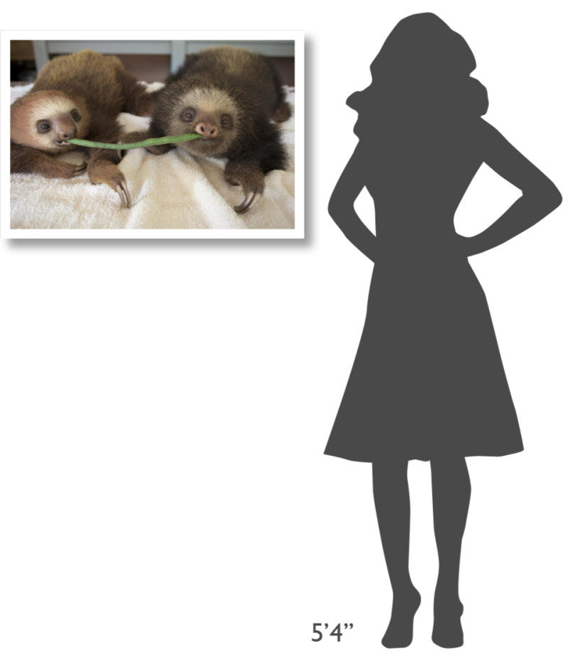 "Hoffmann's 2-toed Sloth babies, Aviarios Sloth Sanctuary" Paper Art, 32"x22"