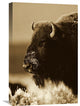 "American Bison Portrait In Snow, North America - Sepia" Artwork, 16" x 24"